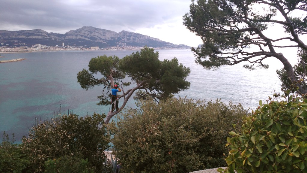 Élagage, abattage et&nbsp;démontage